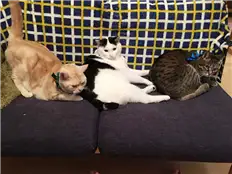 猫たち