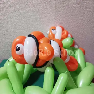 カクレクマノミ