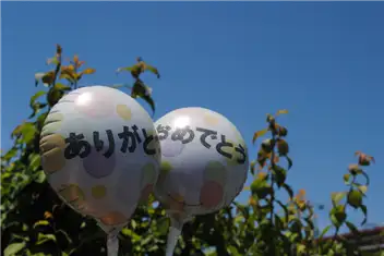ピュアカットプリントありがとう