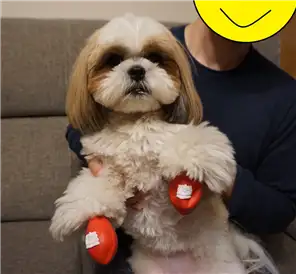 ドッグシューズ