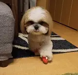 ディア歩