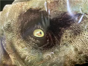 恐竜の目
