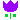 チューリップ(紫)