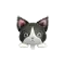 (画像)ハチワレ