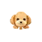(画像)アプリコットプードル