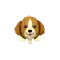 (画像)ビーグル