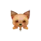 (画像)ヨーキー
