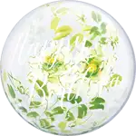 バブルバルーン 白薔薇 バースデー