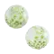 (画像)ハーフクリアバルーン 白薔薇 5インチ