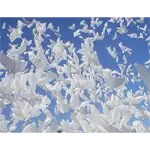 エコロヴィー